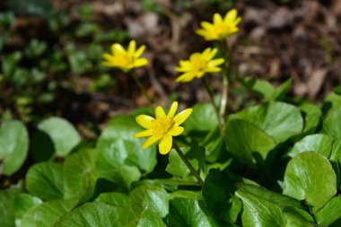 Yerdeki sarı düğün çiçeği