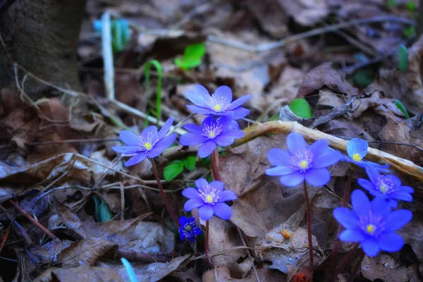 Blue hionodoksa at spring — Stock Photo, Image