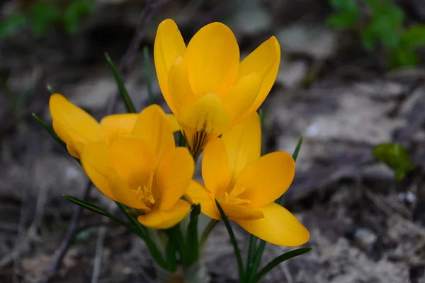 Fleurs de crocus jaunes au printemps — Photo