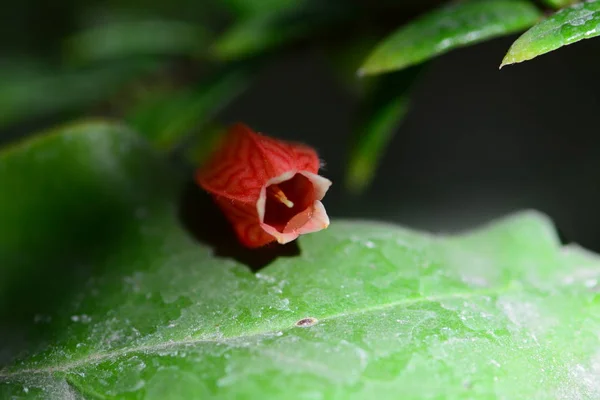 Flor tropical roja — Foto de Stock