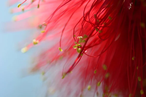Rote exotische Blume Saiten — Stockfoto