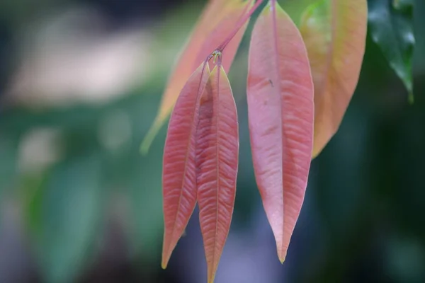 Розовые листья Syzygium — стоковое фото
