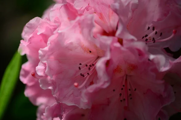 Rose azalia flower — Stock Photo, Image