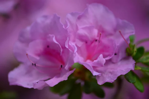Zwei Azalienblüten — Stockfoto