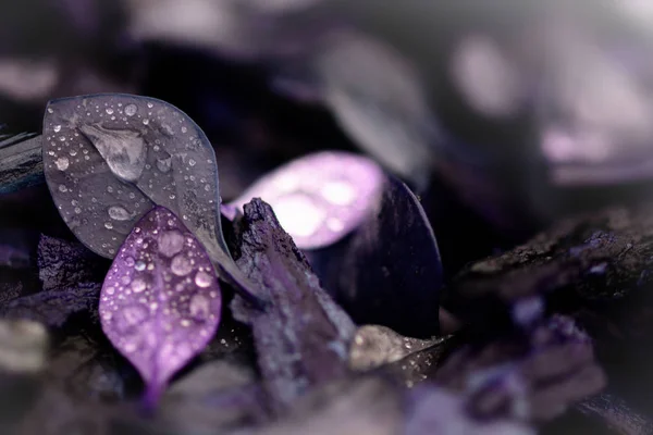 Purple leaves with water drops