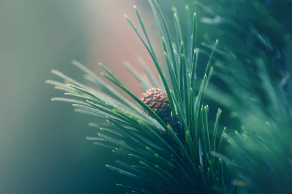 Зеленая Ветвь Сосны — стоковое фото