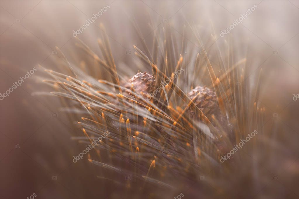 Abstract Pine Tree Orange Color — Stock Photo © Victoria_Meyo 180588926