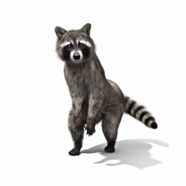 Funny raccoon standing on his hind legs isolated on a white background.  clipart
