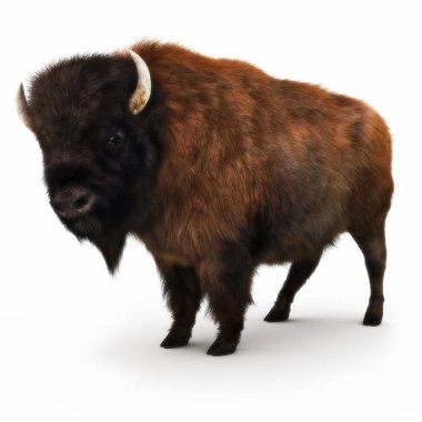 American Bison on a white background.  clipart