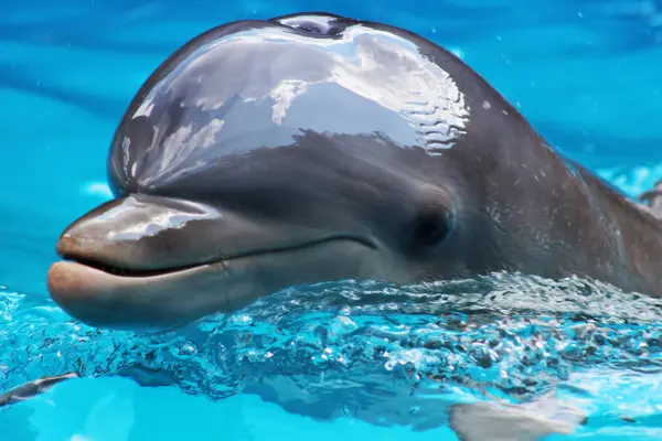 Dolfijn Close Zwemmen Het Water — Stockfoto
