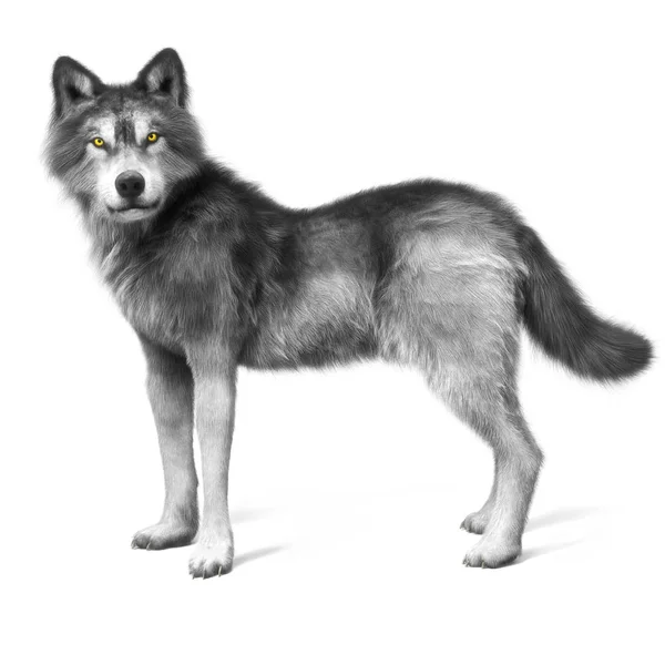 Grey Wolf White Background Rendering — Stock Photo, Image
