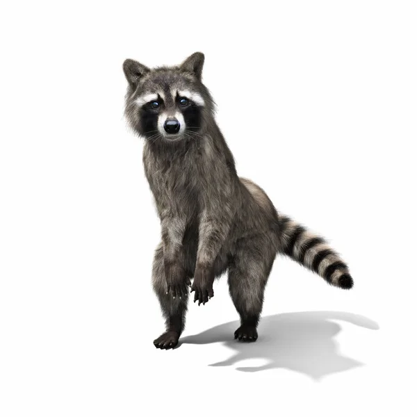 Funny raccoon standing on his hind legs isolated on a white background. — Stock Photo, Image