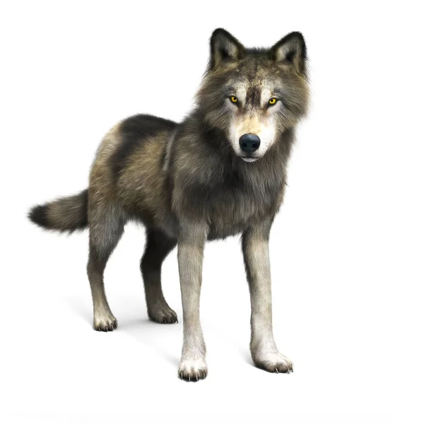 Illustrazione di un lupo bruno su sfondo bianco . — Foto Stock
