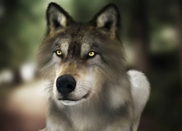 Brown wild wolf with yellow eyes with blurred depth of field nature background. — Stock Photo, Image