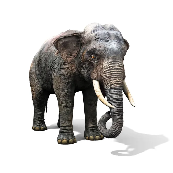 흰색 배경에 고립 된 큰 코끼리. — 스톡 사진