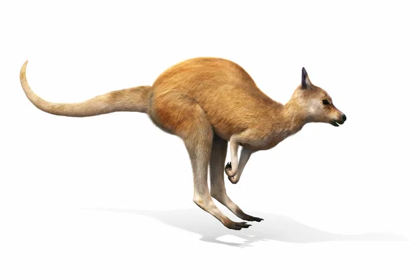 Känguru springt auf weißem Hintergrund. — Stockfoto