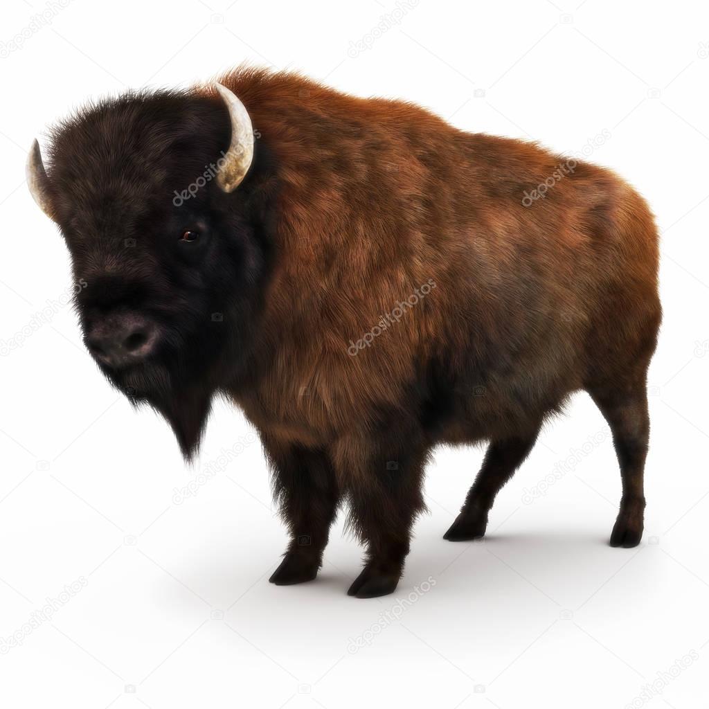 American Bison on a white background. 