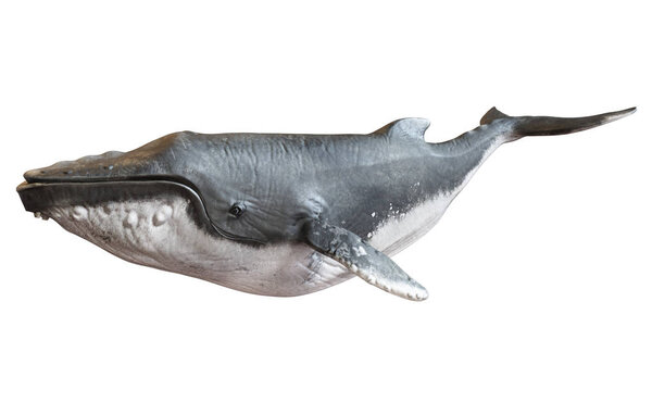 Humpback whale on an isolated white background. 