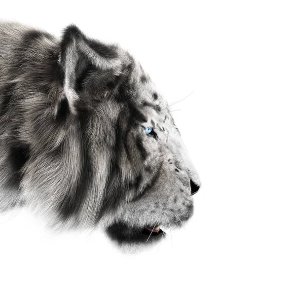 White tiger stalking its pray on a white background . — Stock Photo, Image