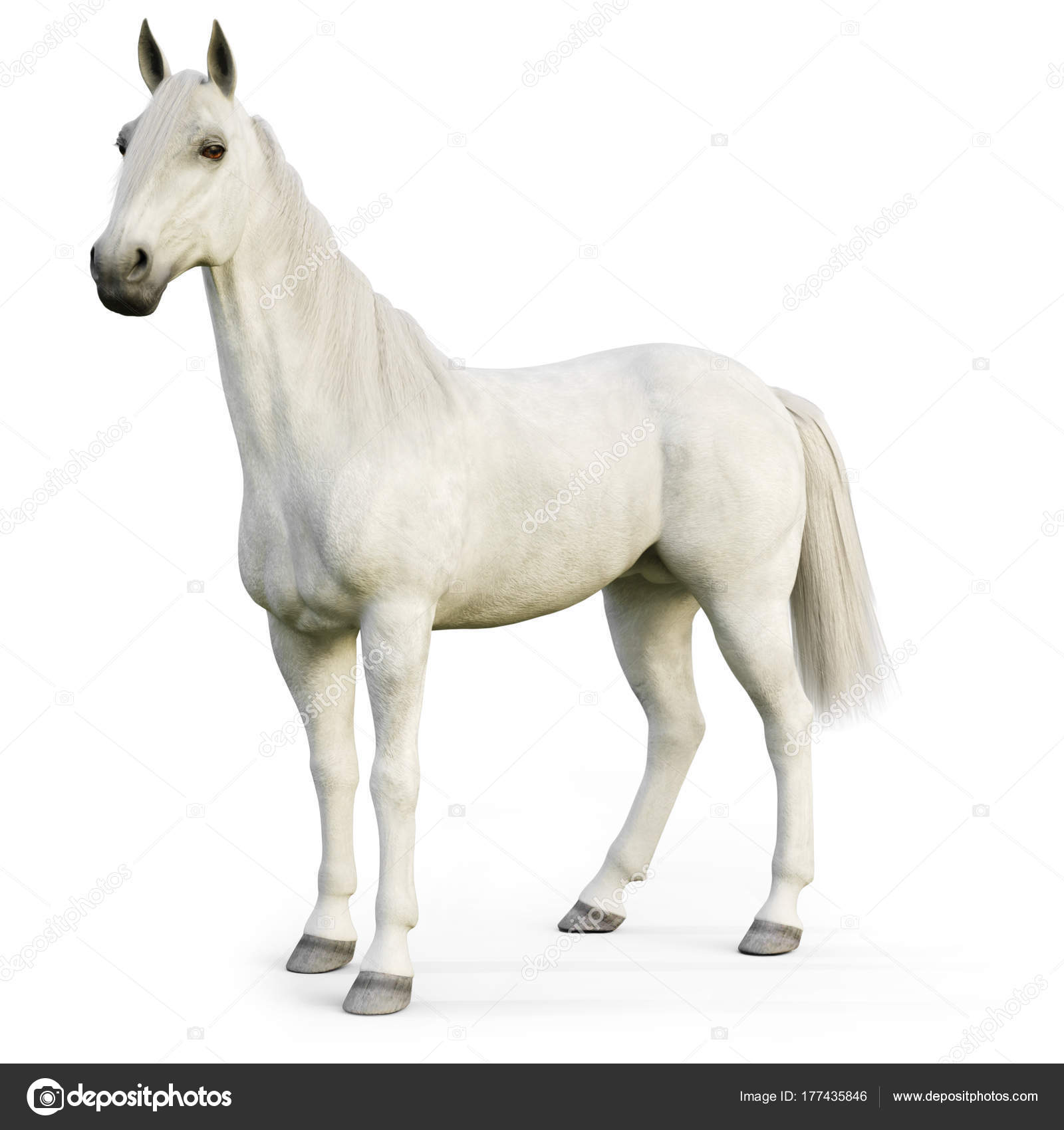 White Stallion Horse Isolated White Background Rendering Stock Photo by  ©digitalstorm 177435846