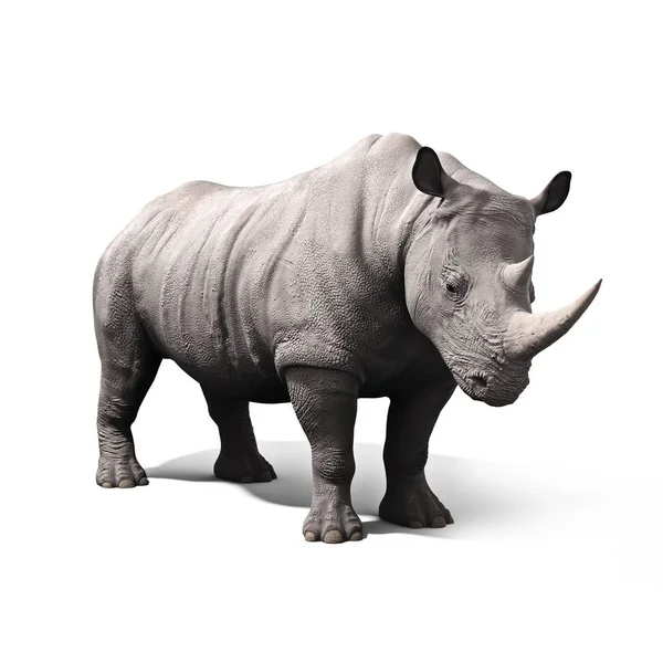 Rhinoceros Isolated White Background Rendering — Stock Photo, Image