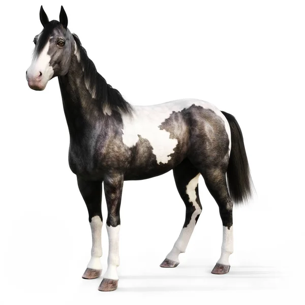 Zigeunervanner Pferd Auf Weißem Hintergrund Darstellung — Stockfoto