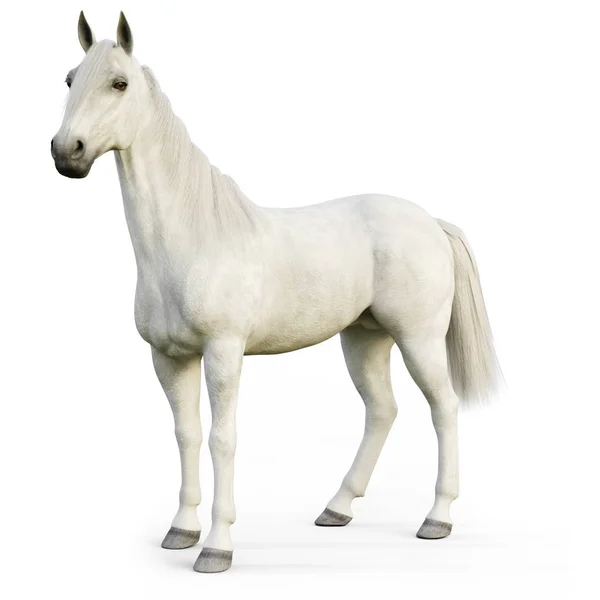 Cavallo Stallone Bianco Uno Sfondo Bianco Isolato Rendering — Foto Stock