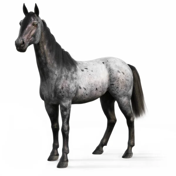 Cavallo Roan Blu Sfondo Bianco Rendering — Foto Stock