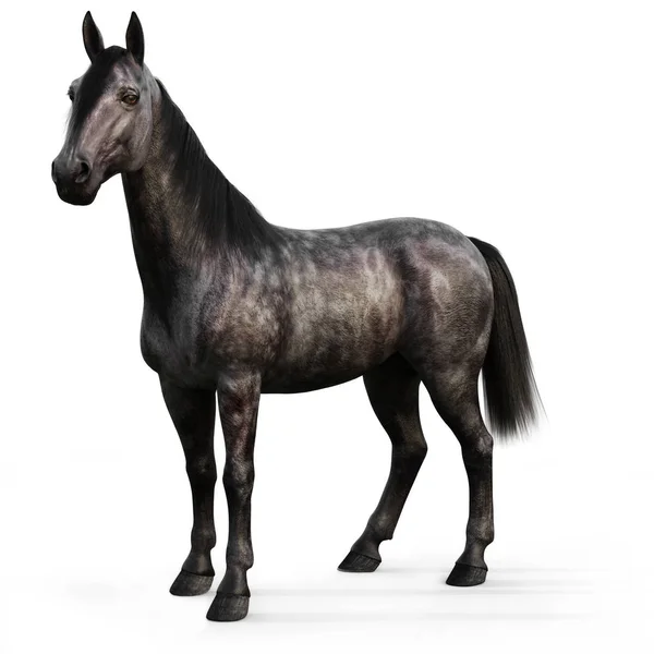 Cavallo Nero Sfondo Bianco Rendering — Foto Stock