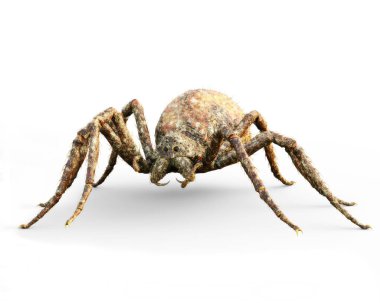 Enormous plague ridden spider isolated on a white background . 3d rendering clipart