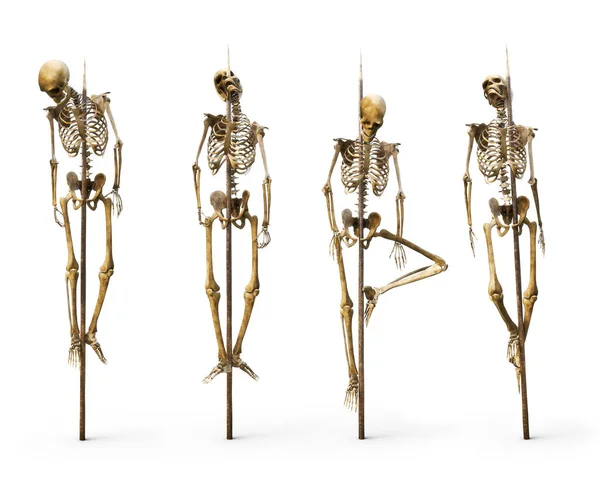 Grupo Esqueletos Empalou Paus Cravados Num Fundo Branco Isolado Renderização — Fotografia de Stock