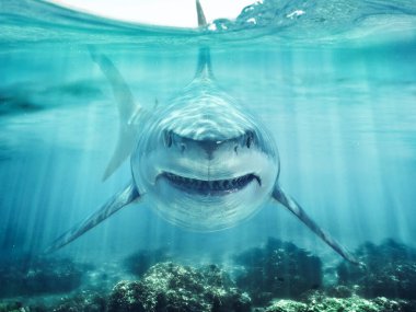 Okyanus mercan resiflerinde yüzen bir yırtıcı büyük beyaz köpekbalığı su hattının hemen altında kurbanına yaklaşıyor. Tanrı ışınlı 3D görüntüleme