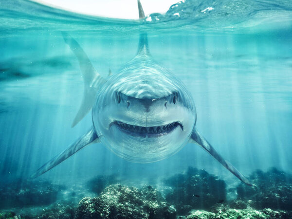 A predator great white shark swimming in the ocean coral reef shallows just below the water line closing in on its victim . 3d rendering with god rays