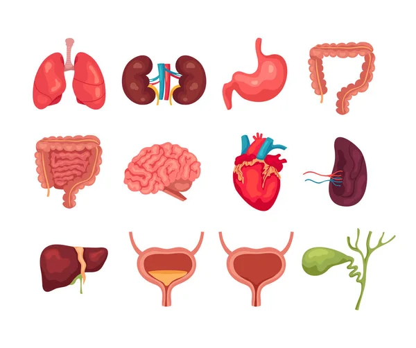 Human Internal Organs Isolated Set Collections Vector Flat Graphic Design — Stock Vector