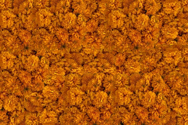 Rahmen aus (Tagetes erecta), spezifisch Tagete genannt und in Mexiko bekannt als Cempasúchil, Cempoalxóchitl, Cempaxóchitl, Cempoal (oder Zempoal), Blume der Toten, schwarzer Rücken — Stockfoto