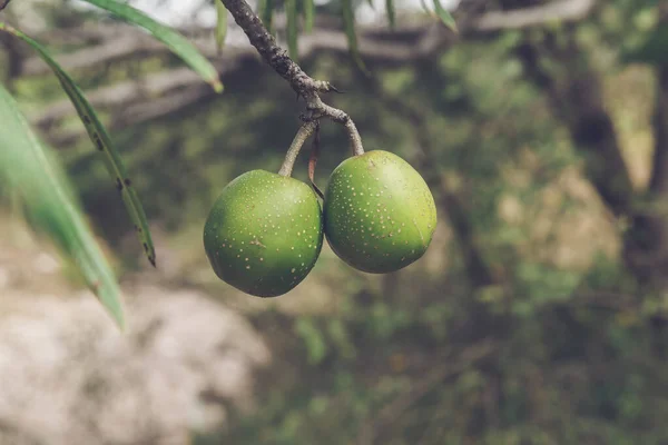 Black Sapodilla Fruit (Quararibea cordata) — Stock Photo, Image