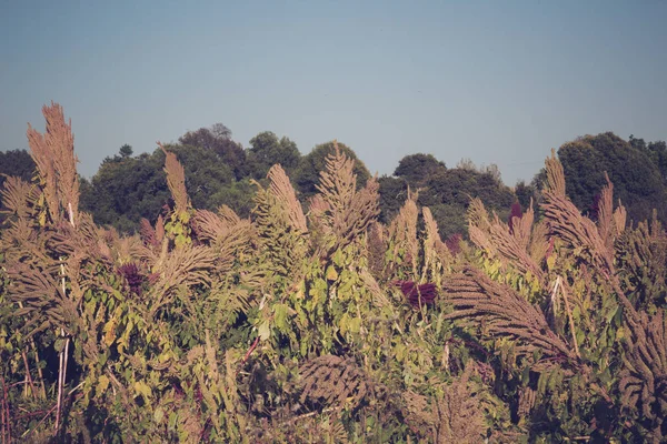 Campo lleno de Amaranthus hybridus (hierba roja ) —  Fotos de Stock