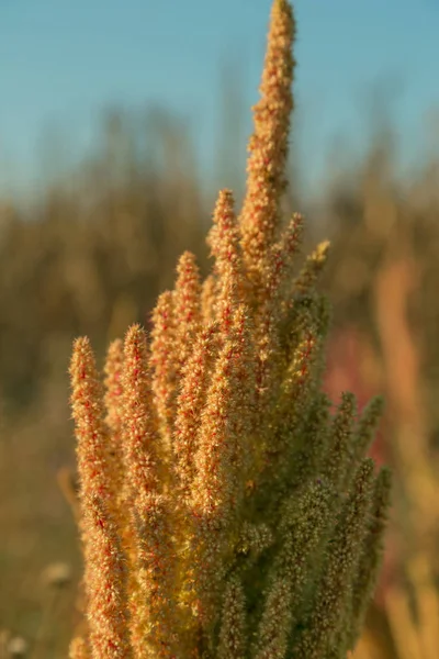 Желтый амарант (Amaranthus ) — стоковое фото