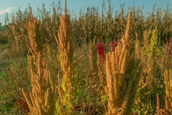 Желтый амарант (Amaranthus ) — стоковое фото