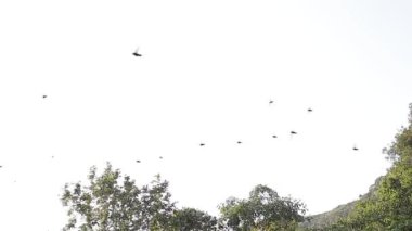 Las Golondrinas Bodrumu (Hirundo rustica) Meksika 'nın San Luis Potos eyaletine bağlı Aquismn şehrinde bulunan doğal bir uçurumdur.