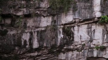 Las Golondrinas Bodrumu (Hirundo rustica) Meksika 'nın San Luis Potos eyaletine bağlı Aquismn şehrinde bulunan doğal bir uçurumdur.