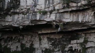 Las Golondrinas Bodrumu (Hirundo rustica) Meksika 'nın San Luis Potos eyaletine bağlı Aquismn şehrinde bulunan doğal bir uçurumdur.