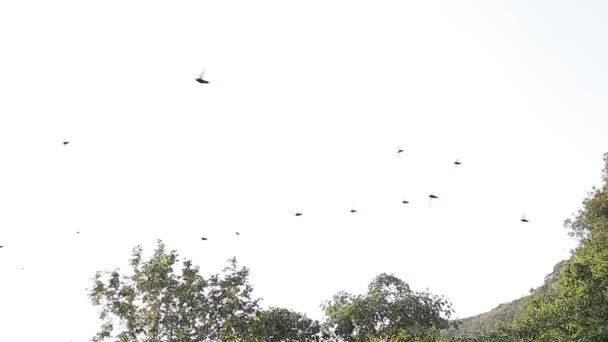 Der Keller Von Las Golondrinas Hirundo Rustica Ist Ein Natürlicher — Stockvideo