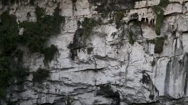 Der Keller Von Las Golondrinas Hirundo Rustica Ist Ein Natürlicher — Stockvideo