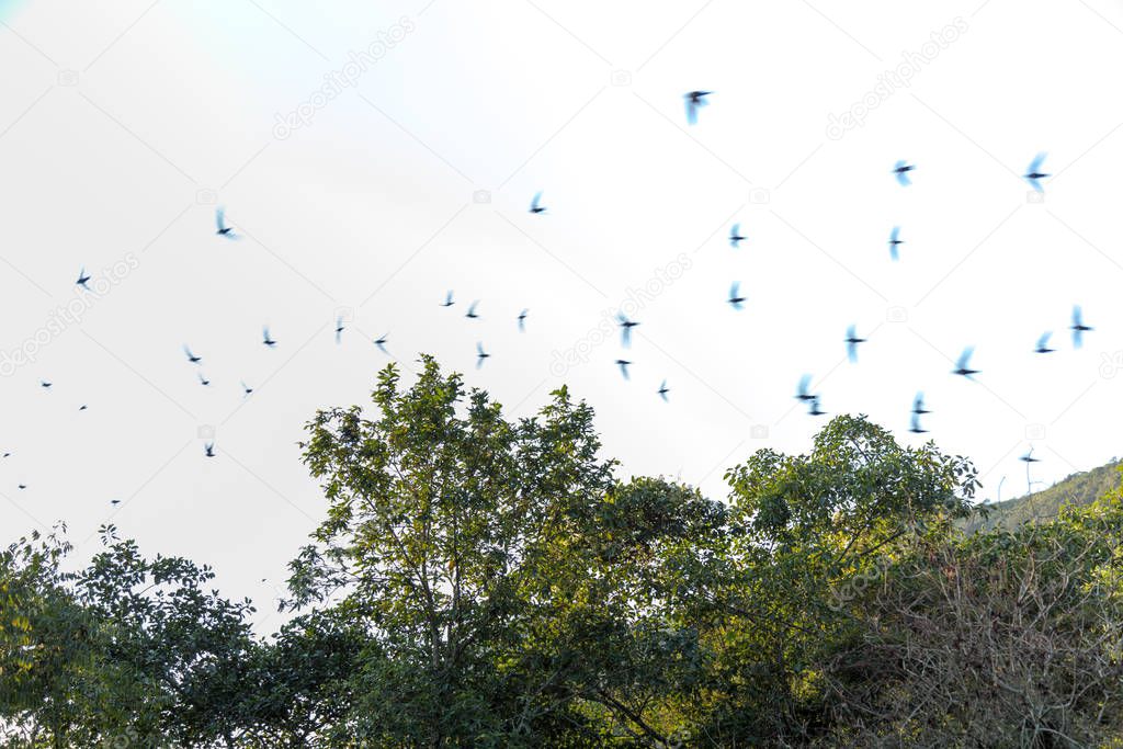 Flock of bird swallows over white background sky and green trees texture
