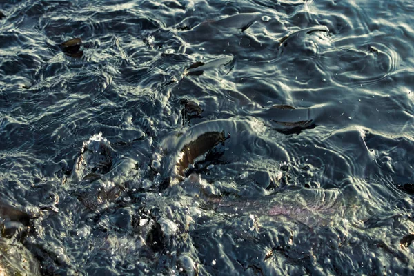 물 과 물고기의 배경, 검은색 과 파란색 — 스톡 사진