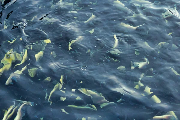 Peixe-dourado em água clara, peixe preto vs peixinho-dourado — Fotografia de Stock