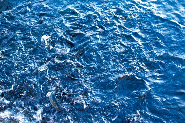 Sfondo acqua e pesce, colore nero e blu — Foto Stock