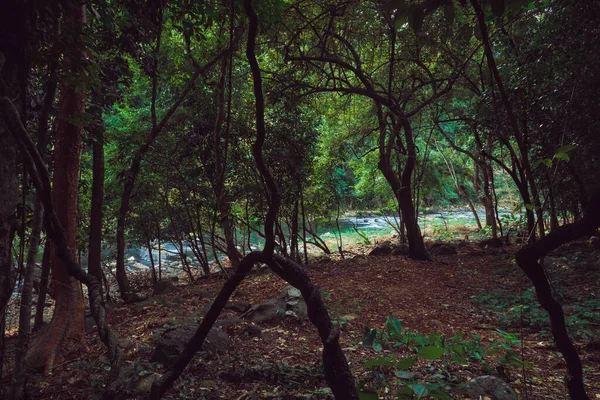 Wald Fluss Steine Landschaft Schöne Aussicht Auf Den Fluss Brücke — Stockfoto