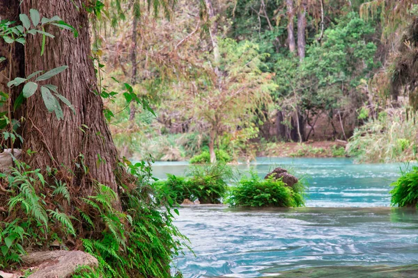 ターコイズブルーの川の岸の木、美しい小さな滝、 (エルサルト・エル・メコ)に隠された滝サンルイス・ポトシメキシコ — ストック写真